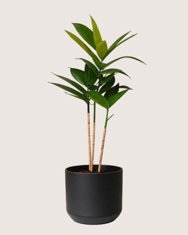 shop53-nature-2-1 Product Image